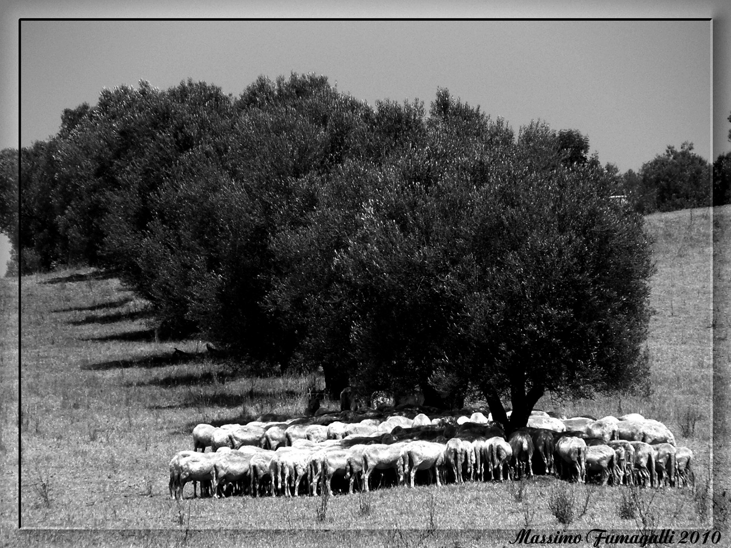 Cercando un po' d'ombra