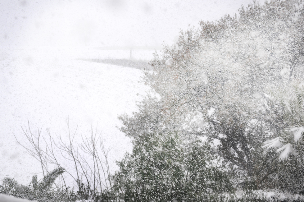 Cercavano il miglio gli uccelli ed erano subito di neve; così le parole...        1