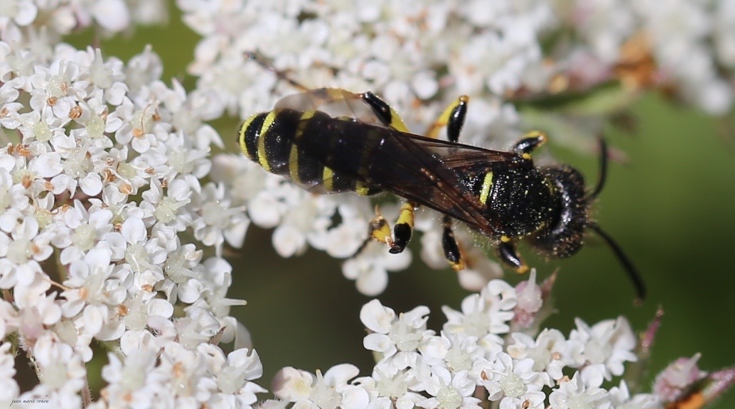 Cerceris arenaria