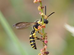 Cerceris arenaria -Männchen