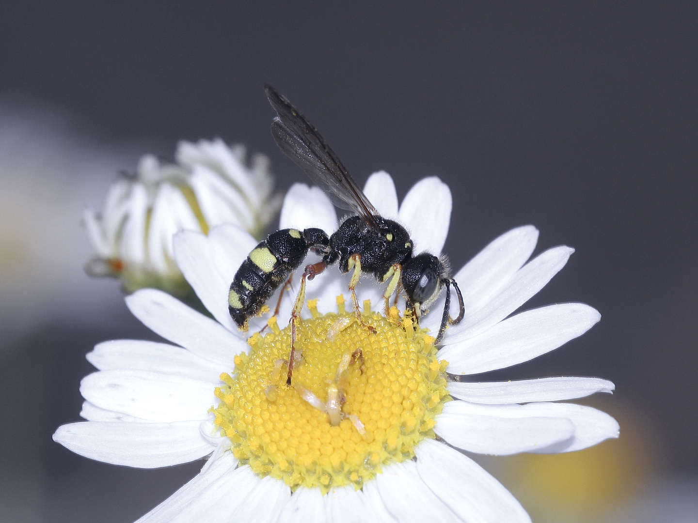 Cerceris rybyensis - eine kleine, um einen Zentimeter lange Knotenwespe