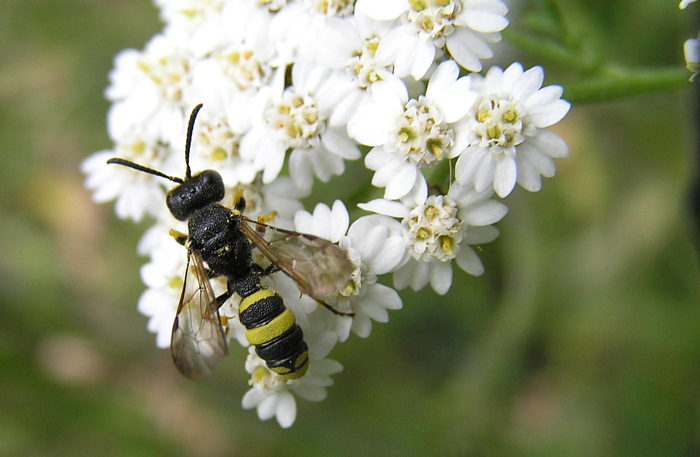 Cerceris rybyensis - Knotenwespe