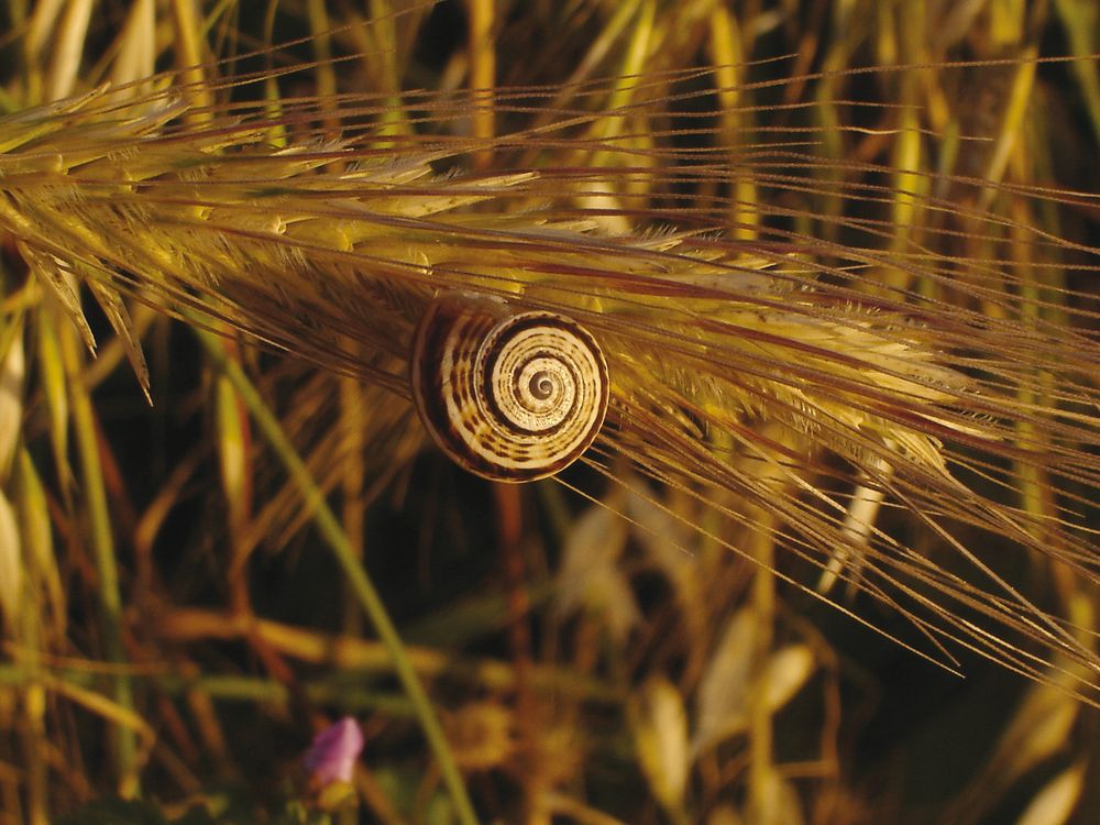 Cerchi nel grano