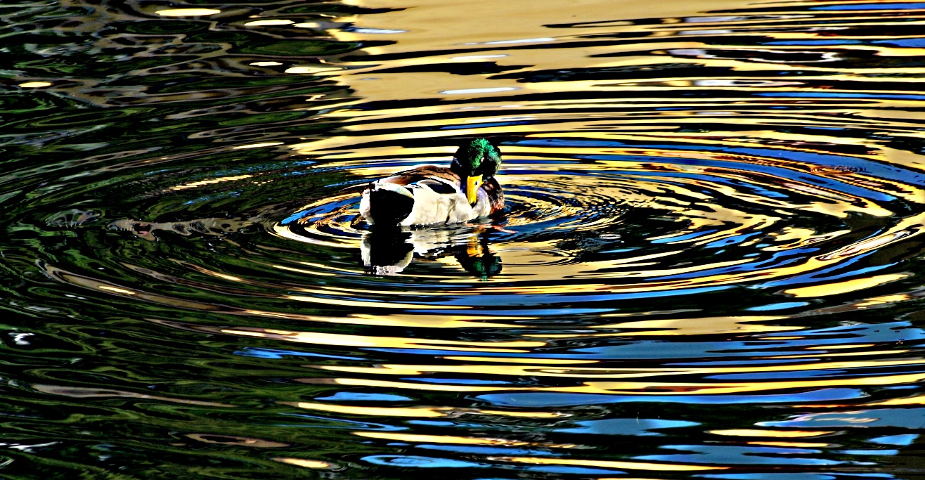 Cerchi nell'acqua...