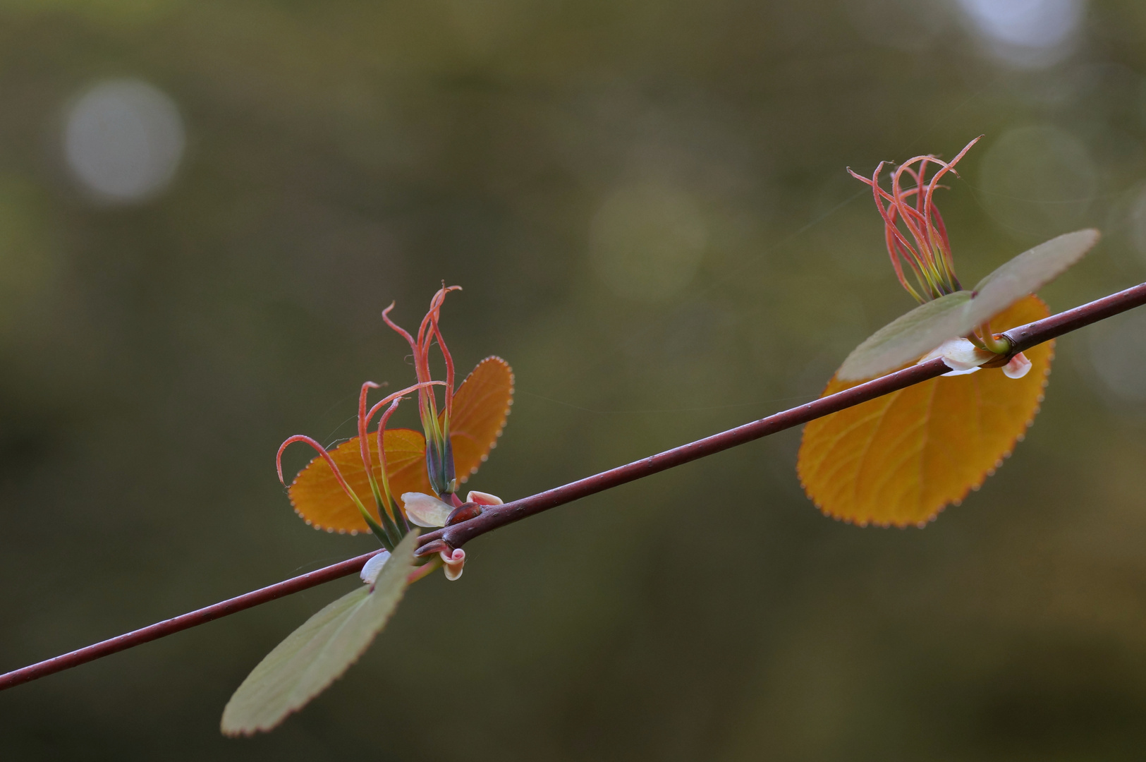 Cercidiphyllum japonicum