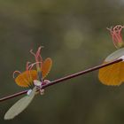 Cercidiphyllum japonicum