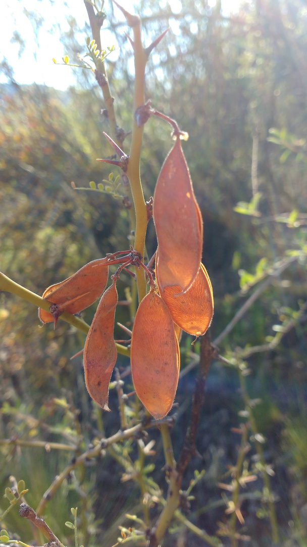 Cercidium praecox