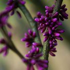 Cercis chinesis Bunge