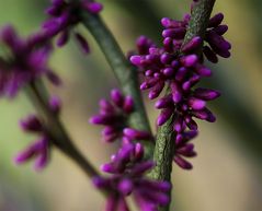 Cercis chinesis Bunge