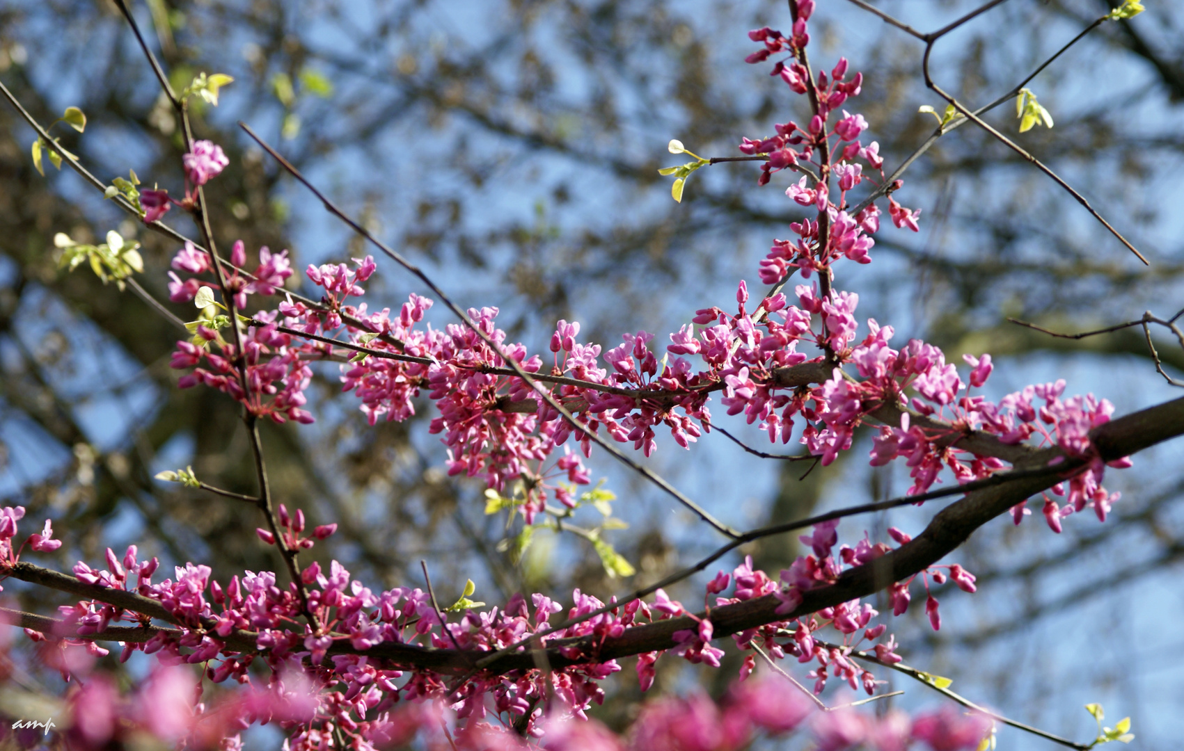 cercis griffithii