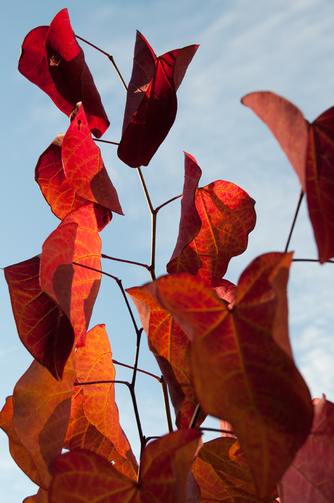 Cercis In Fall