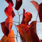 Cercis In Fall