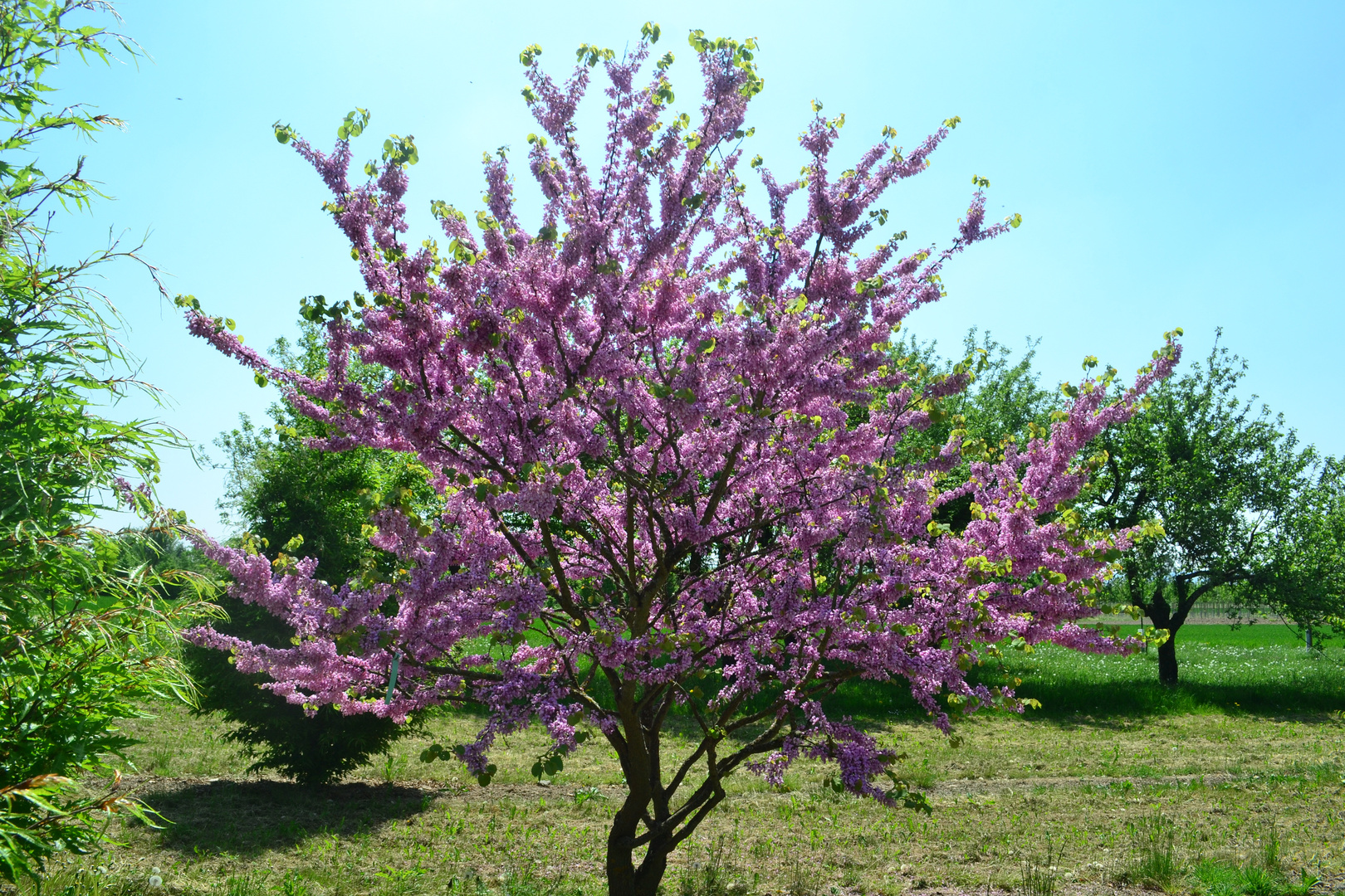 Cercis siliquastrum