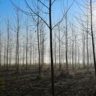 Cerco l'albero che amo sempre di più nella mia vita: il pioppo.Géza Gárdonyi 