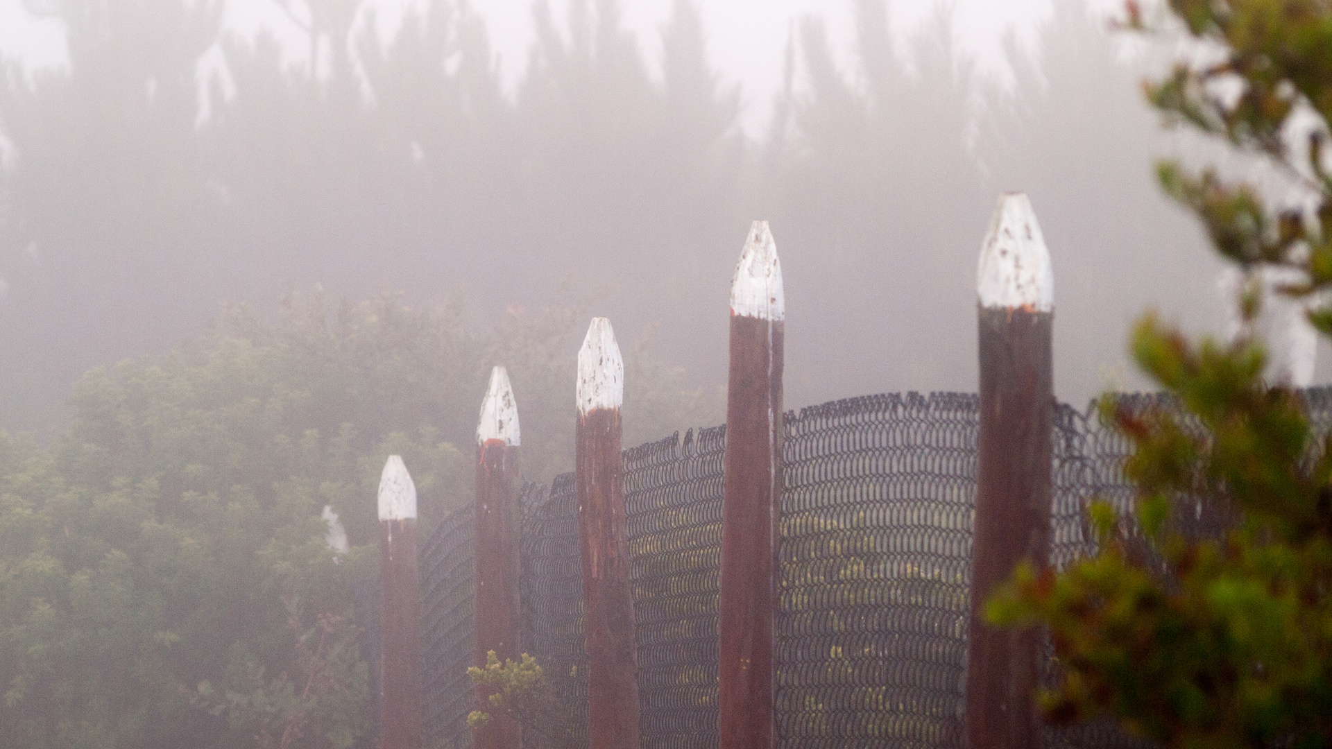 Cerco y niebla