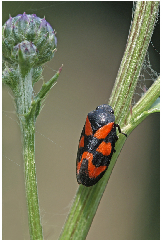 Cercope sanguinolent (Cercopis vulnerata)