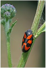 Cercope sanguinolent (Cercopis vulnerata)