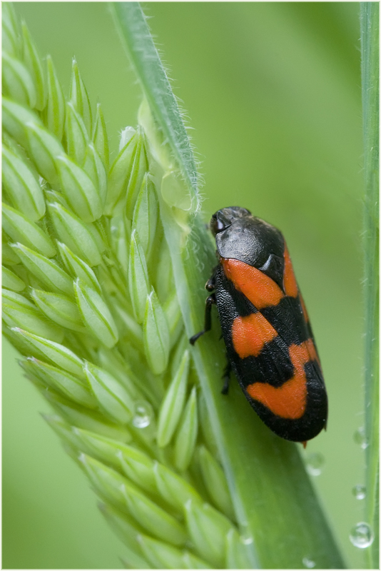 Cercope sanguinolent sur graminée