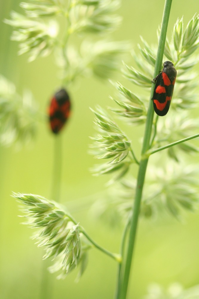 Cercopes : Vigie des herbes