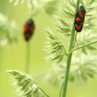 Cercopes : Vigie des herbes