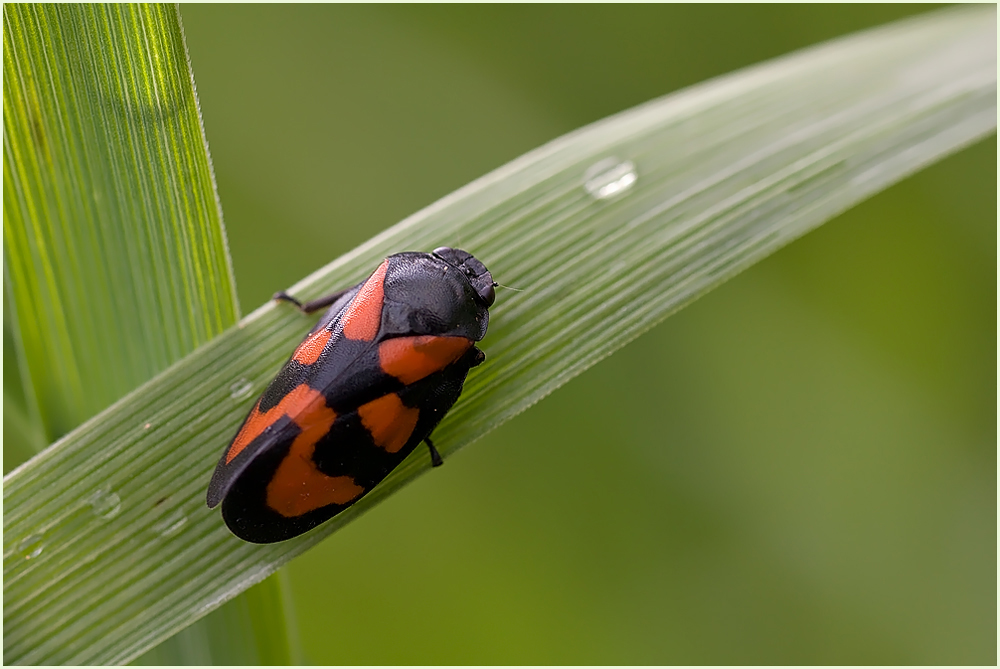 Cercopis vulnerata