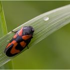 Cercopis vulnerata