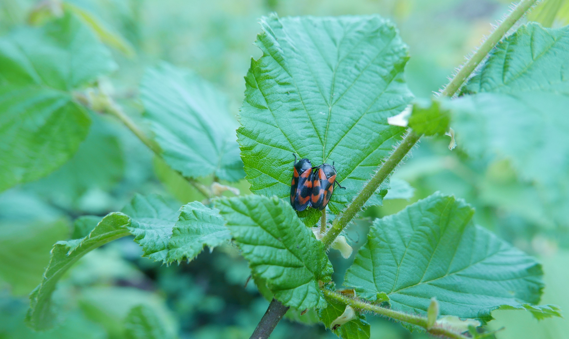 cercopis vulnerata confiné sur feuille de noisetier 