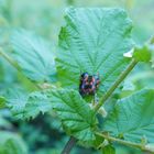 cercopis vulnerata confiné sur feuille de noisetier 