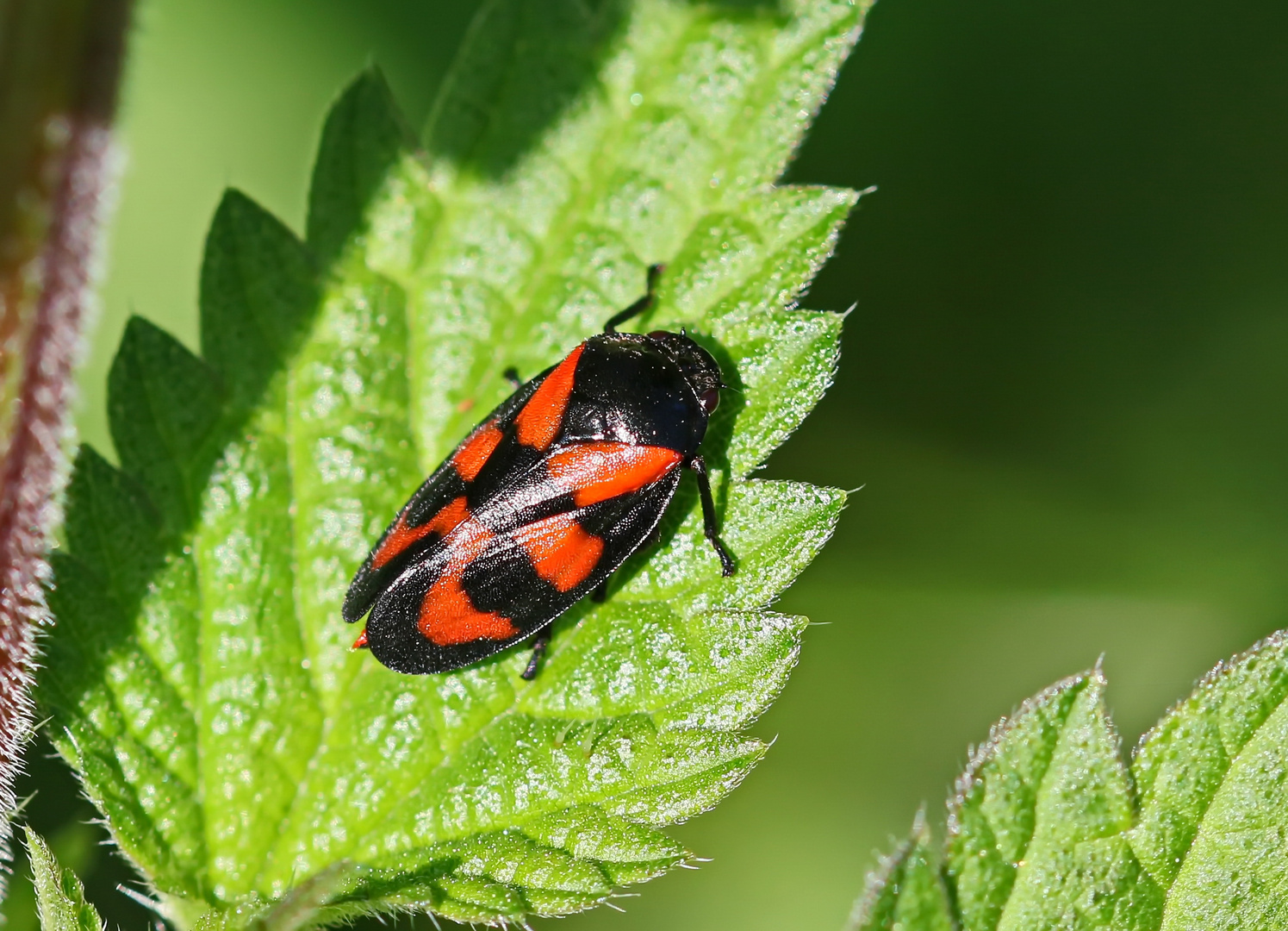 Cercopis vulnerata