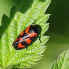 Cercopis vulnerata