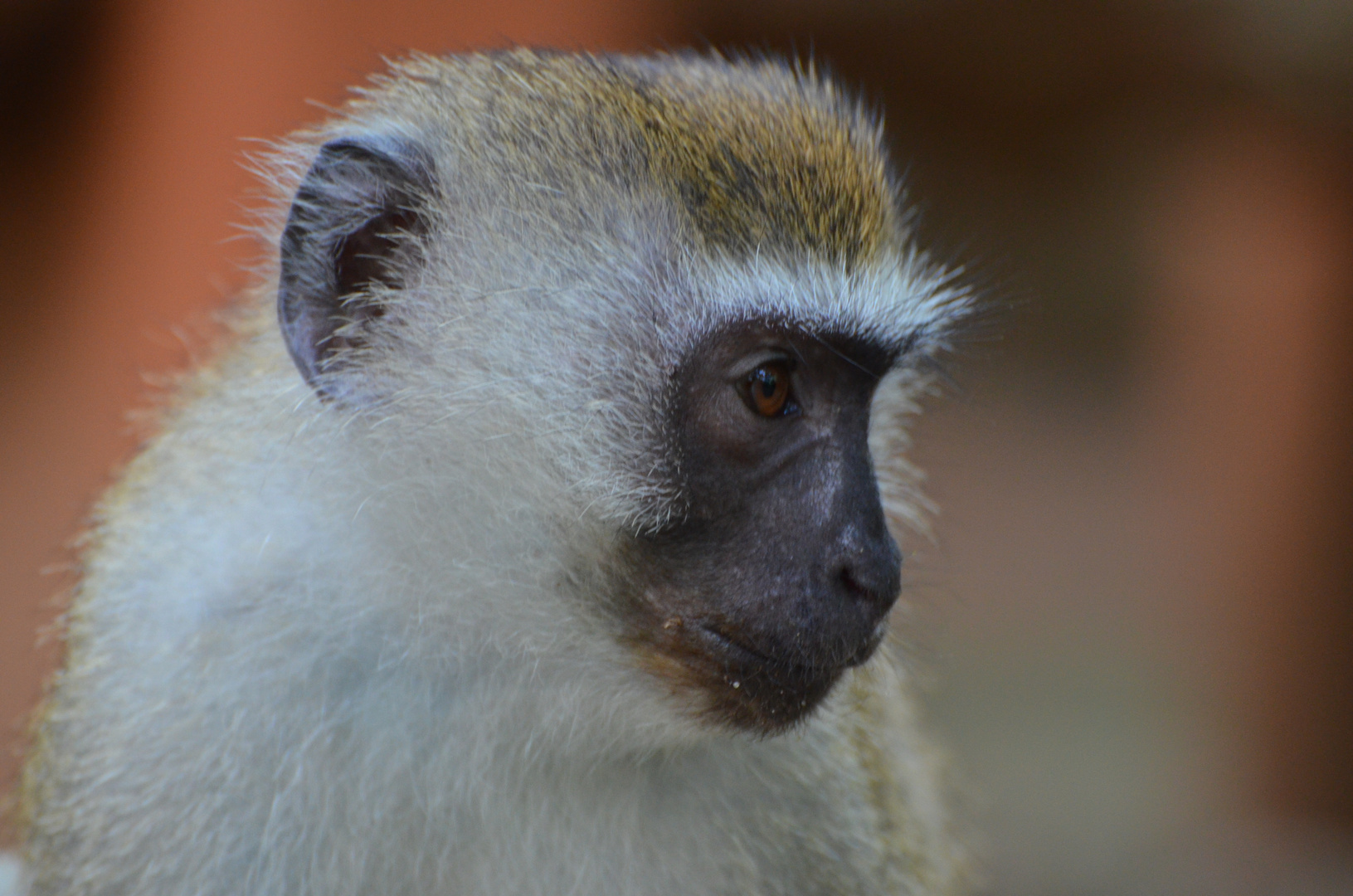 Cercopithecus aethiops / Äthiopische Grünmeerkatze