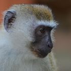 Cercopithecus aethiops / Äthiopische Grünmeerkatze