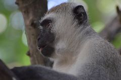 Cercopithecus aethiops, Äthiopische Grünmeerkatze