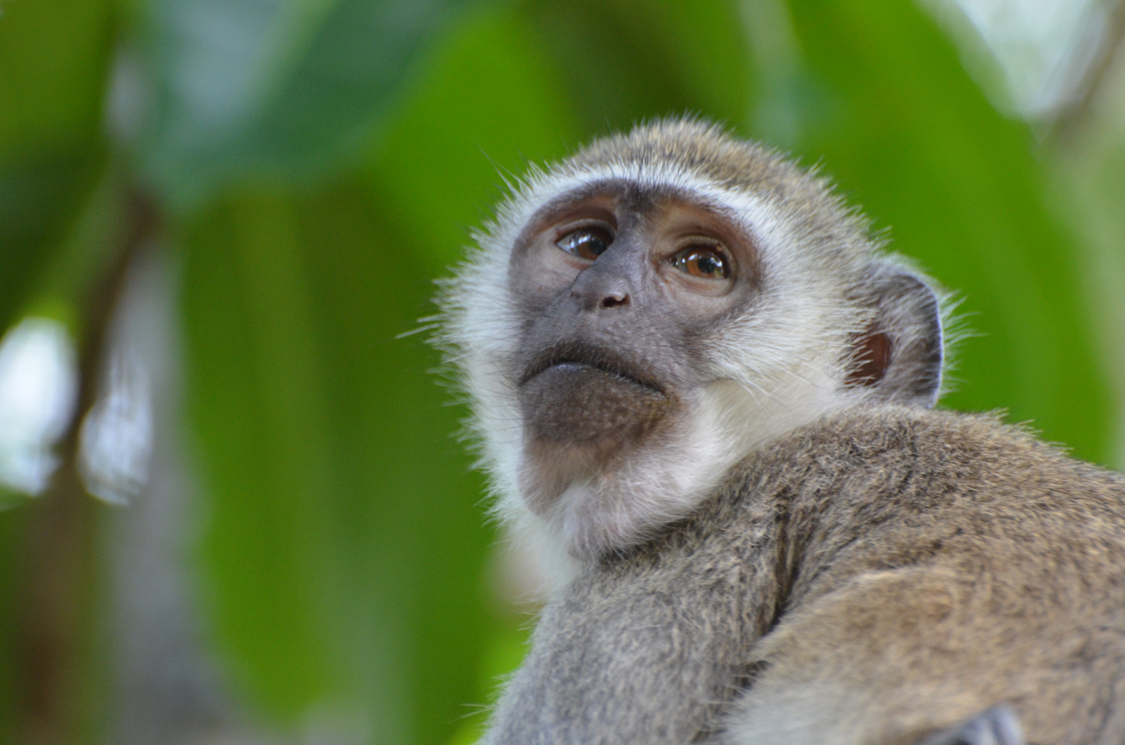 Cercopithecus aethiops Äthiopische Grünmeerkatze