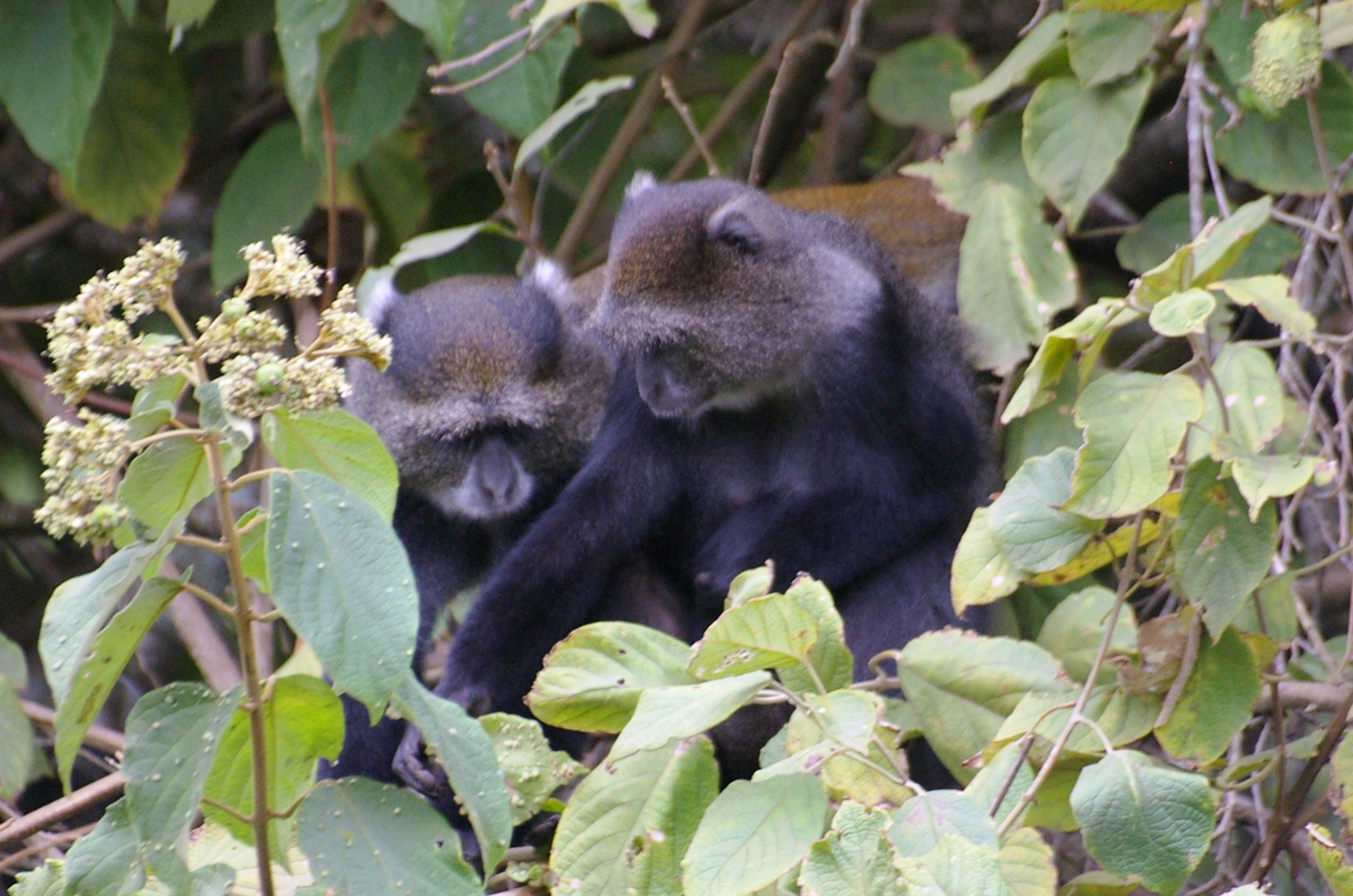 Cercopithèque bleu, parc d'Arusha, Tanzanie