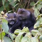 Cercopithèque bleu, parc d'Arusha, Tanzanie