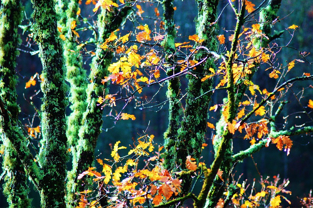 cerdedo en otoño