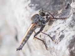 Cerdistus erythrurus - Gebirgs-Raubfliege