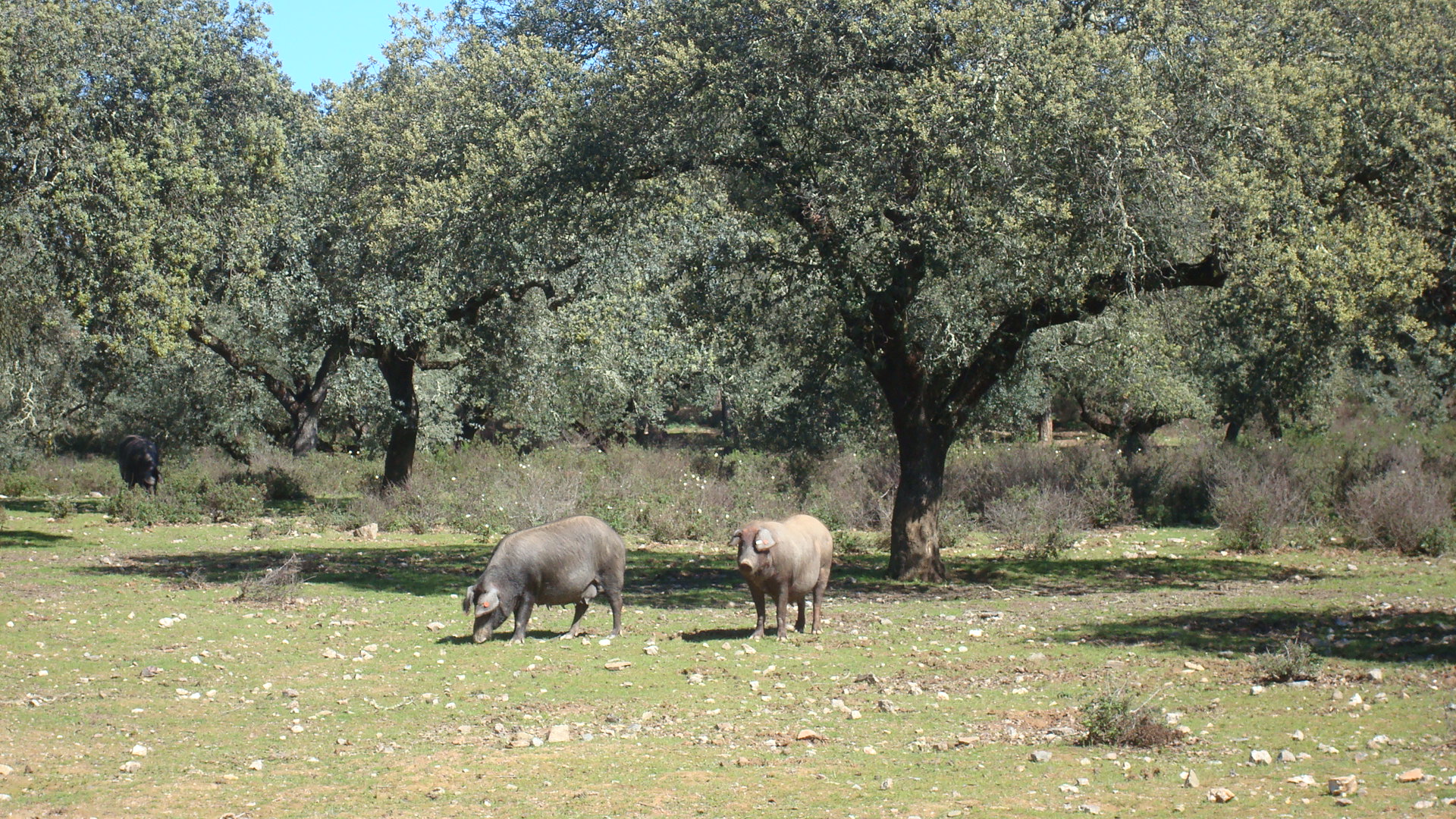 cerdos ibericos