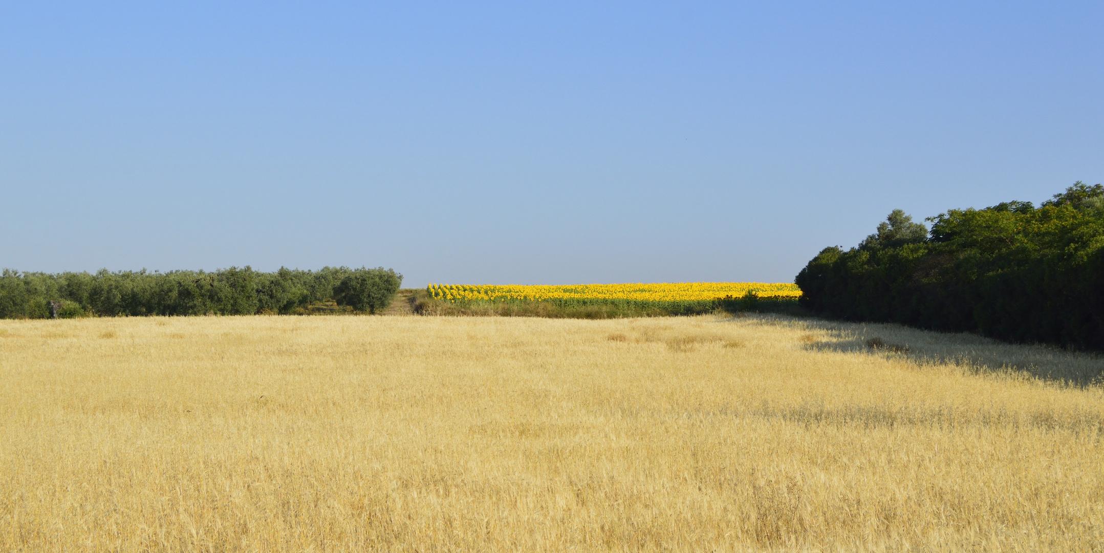 CEREAL,OLIVOS Y GIRASOLES