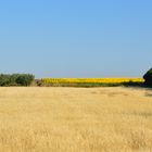 CEREAL,OLIVOS Y GIRASOLES