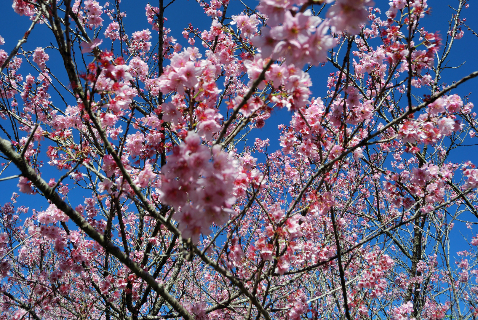 Cerejeira em flor