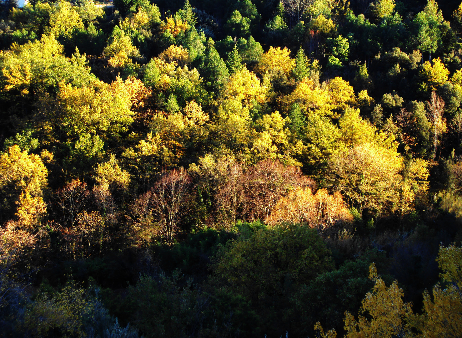 ceret en automne