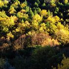 ceret en automne