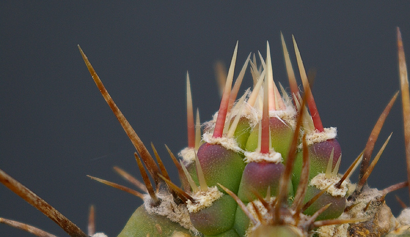 "Cereus" Neutrieb 100% crop