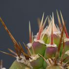 "Cereus" Neutrieb 100% crop