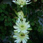 Cereus Peruvianus