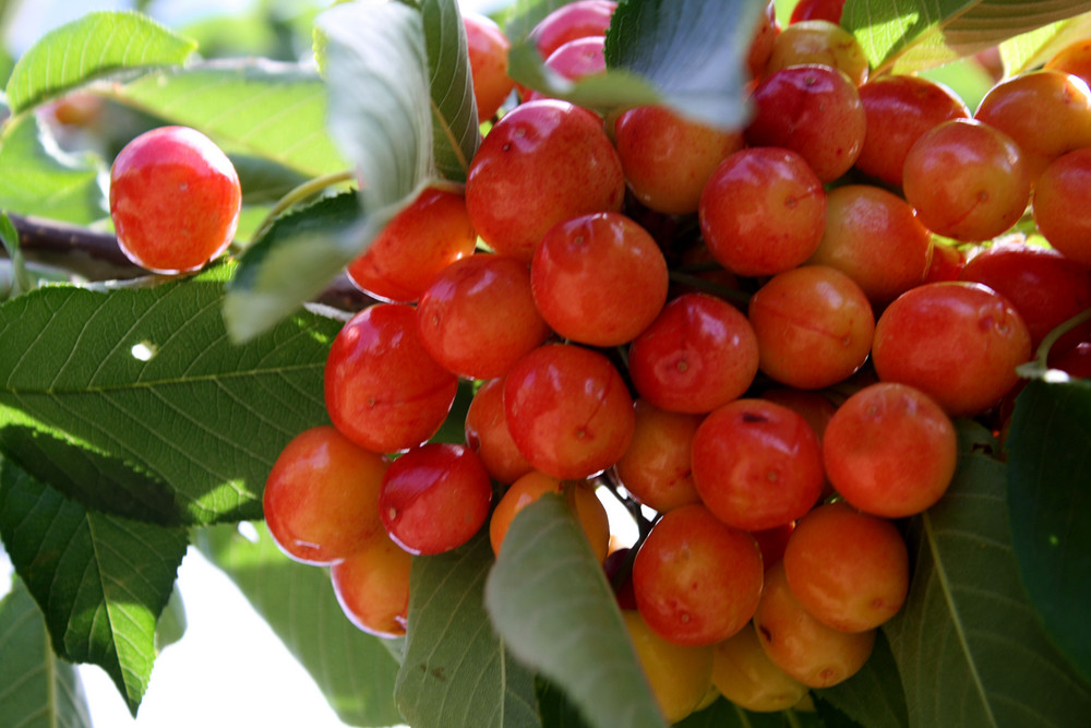 cerezas