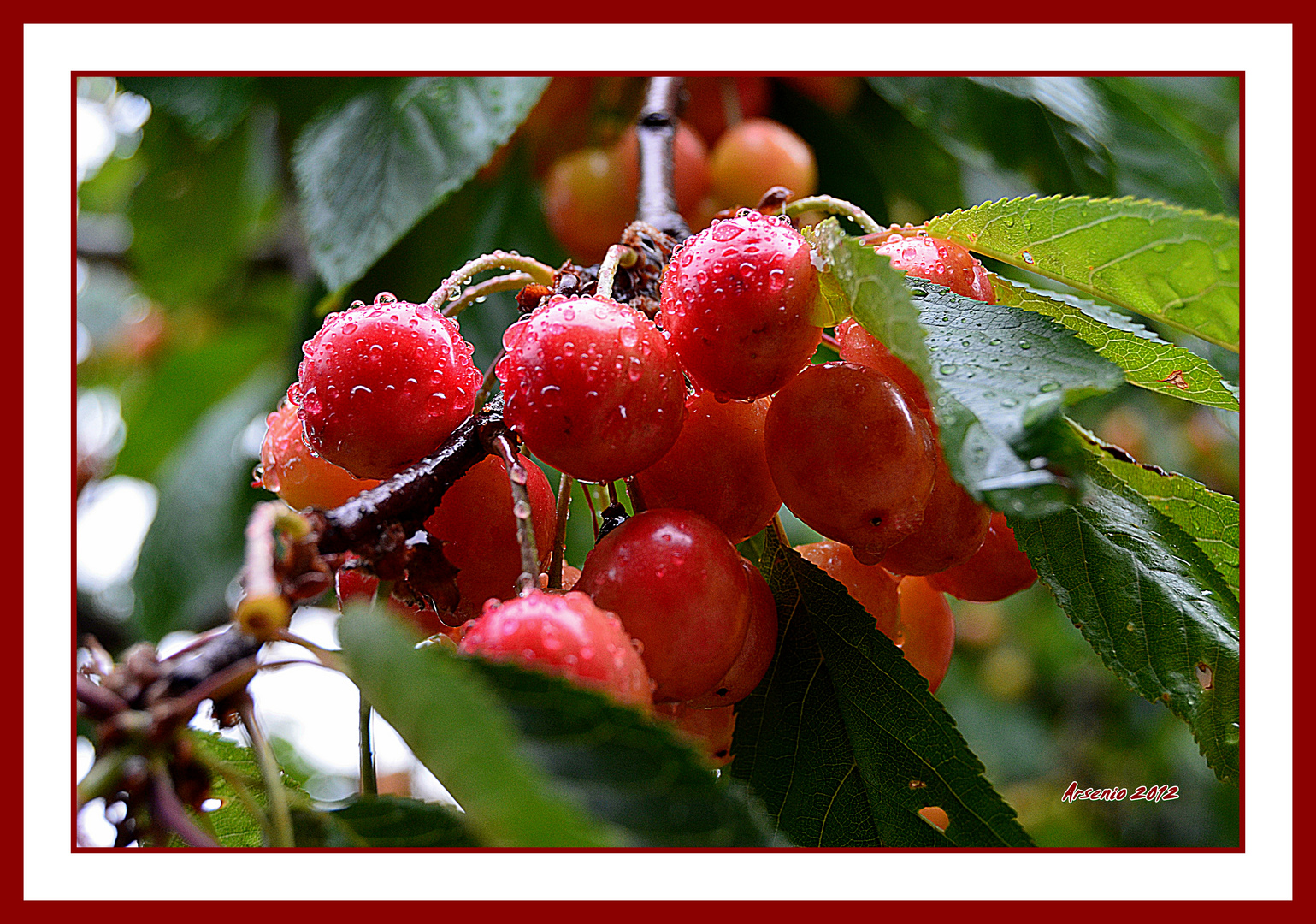 CEREZAS