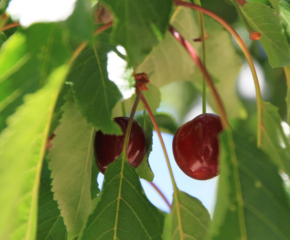 Cerezas